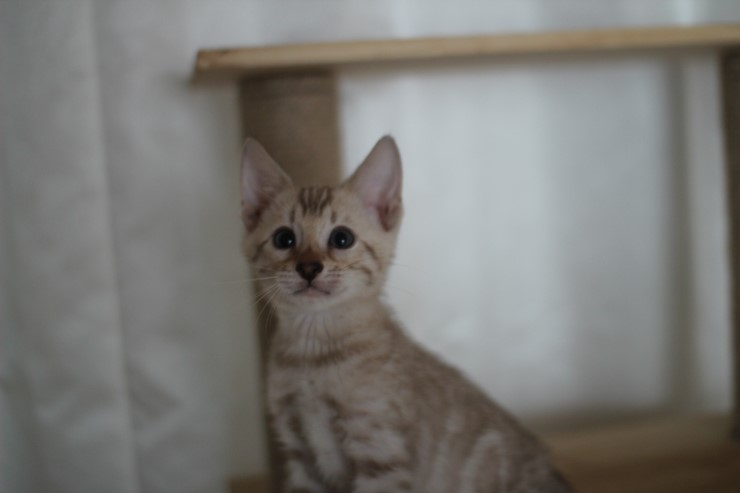 실밍크 뱅갈고양이 분양 남아 두아이 소개 합니다 관련 이미지 3