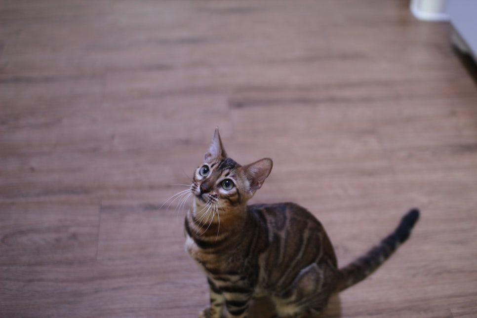 뱅갈고양이 키퍼 아이들 건강히 잘크고 있어요~ 관련 이미지 2