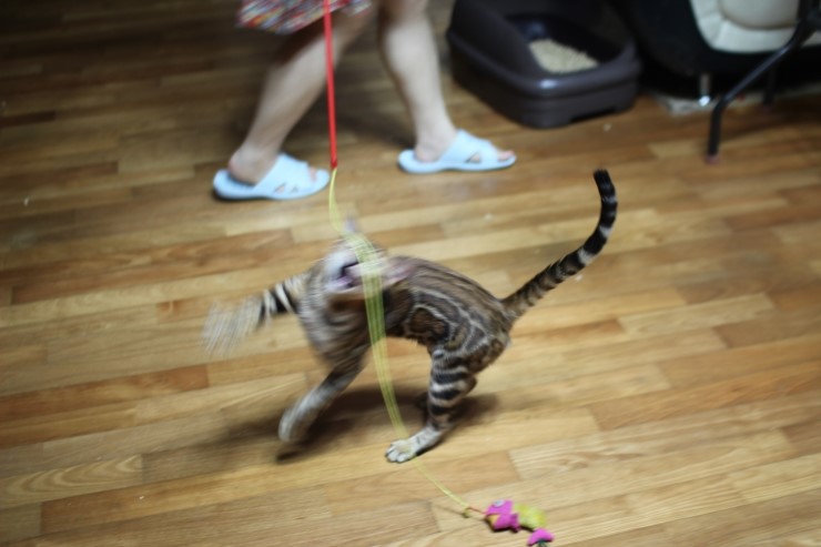 뱅갈고양이 아이들 근황~ 관련 이미지 4