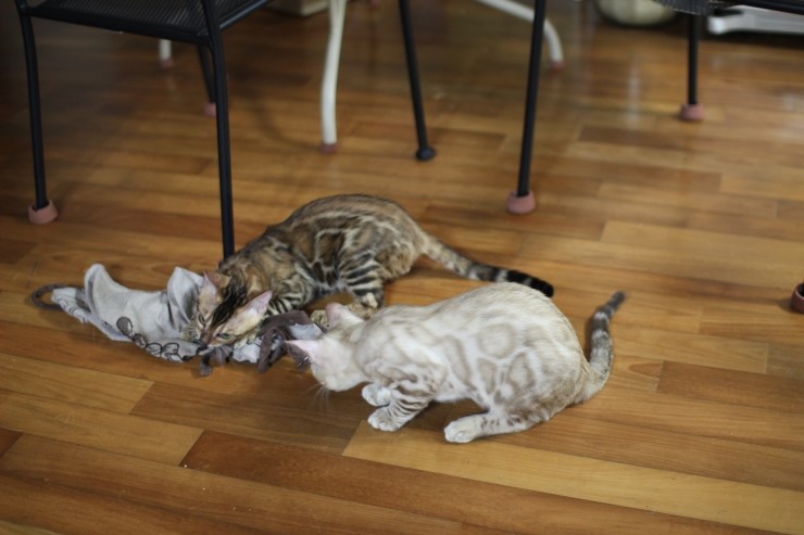 뱅갈고양이 까불이들 입니다~ 관련 이미지 2