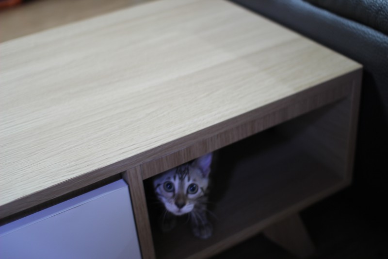 귀염둥이 까불이~ 관련 이미지 1