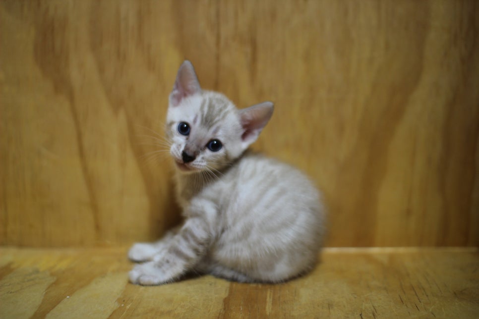 스노우뱅갈고양이 꼬맹이들~ 관련 이미지 11