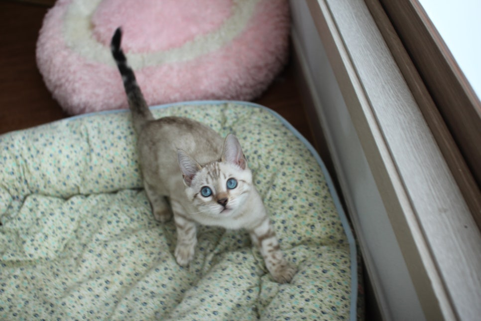 스노우뱅갈고양이 남아 분양해요~ 관련 이미지 1