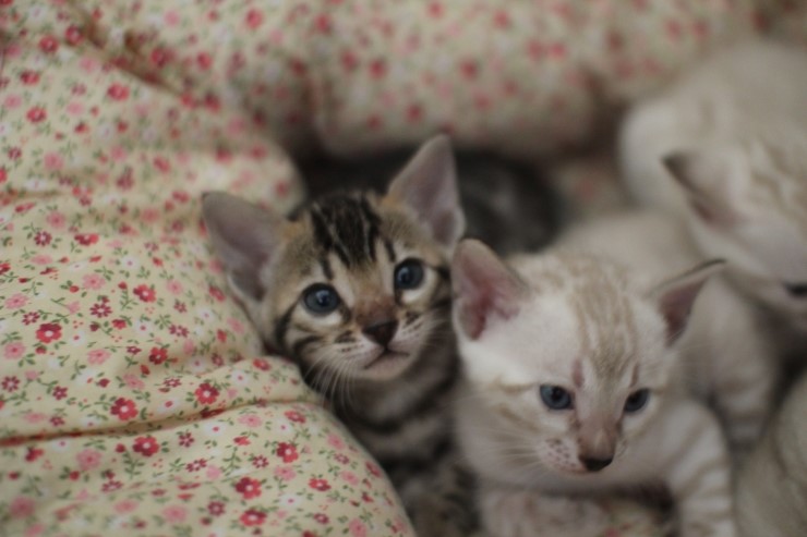 뱅갈고양이 5남매 단체샷 입니다~ 관련 이미지 3