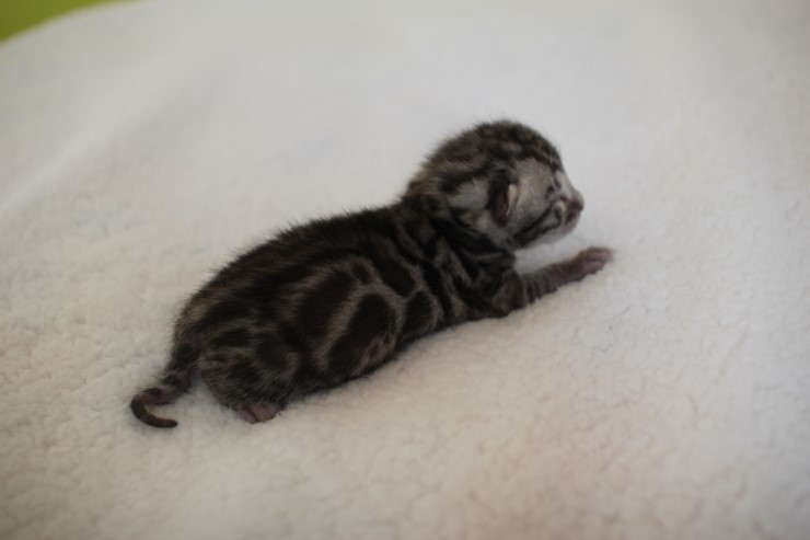 실버,브라운 뱅갈고양이 꼬물이들 사진 입니다 관련 이미지 32