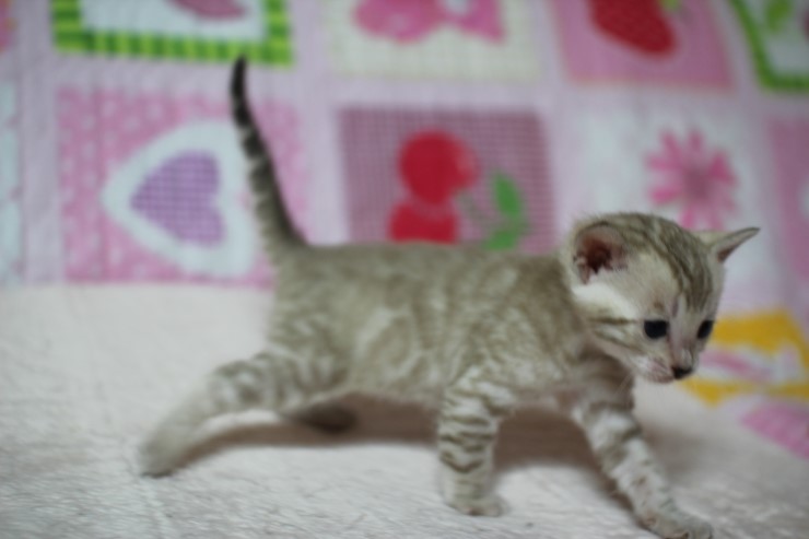 언제봐도 이쁜 스노우,브라운 뱅갈고양이 꼬맹이들! 관련 이미지 9