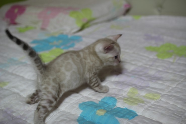 실링스 스노우 뱅갈고양이 남아예요~ 관련 이미지 7