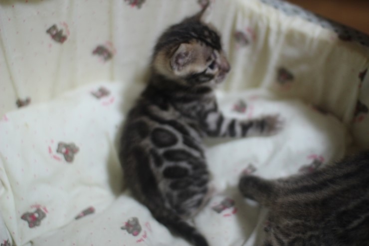 뱅갈고양이 꼬물이 남매예요~ 관련 이미지 4