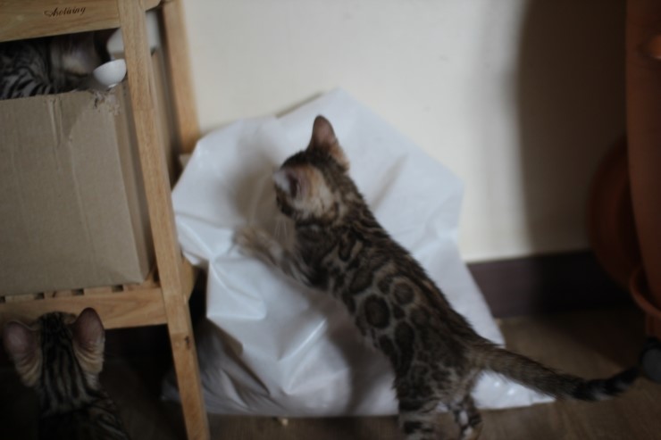 뱅갈고양이 꼬맹이들 사진이예요~ 관련 이미지 11