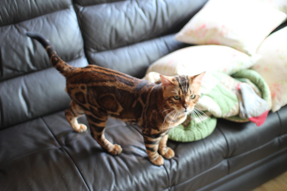 뱅갈고양이 블랙홀 강아지야 고양이야? ^^ 관련 이미지 6