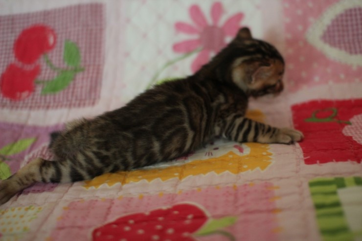 뱅갈고양이 꼬물이에서 꼬맹이 됬어요~ 관련 이미지 2