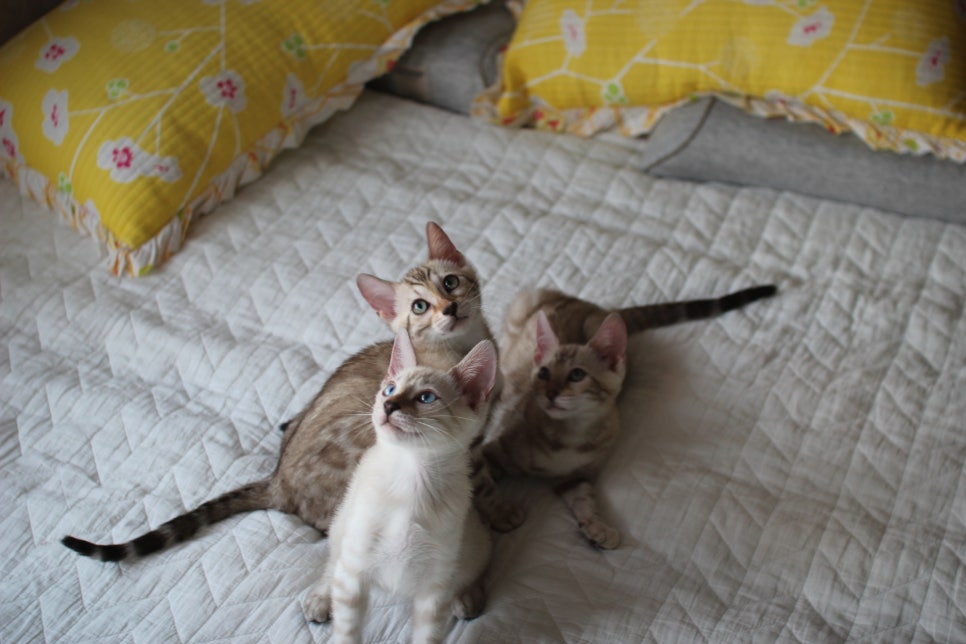 스노우뱅갈고양이 삼총사~ 관련 이미지 4