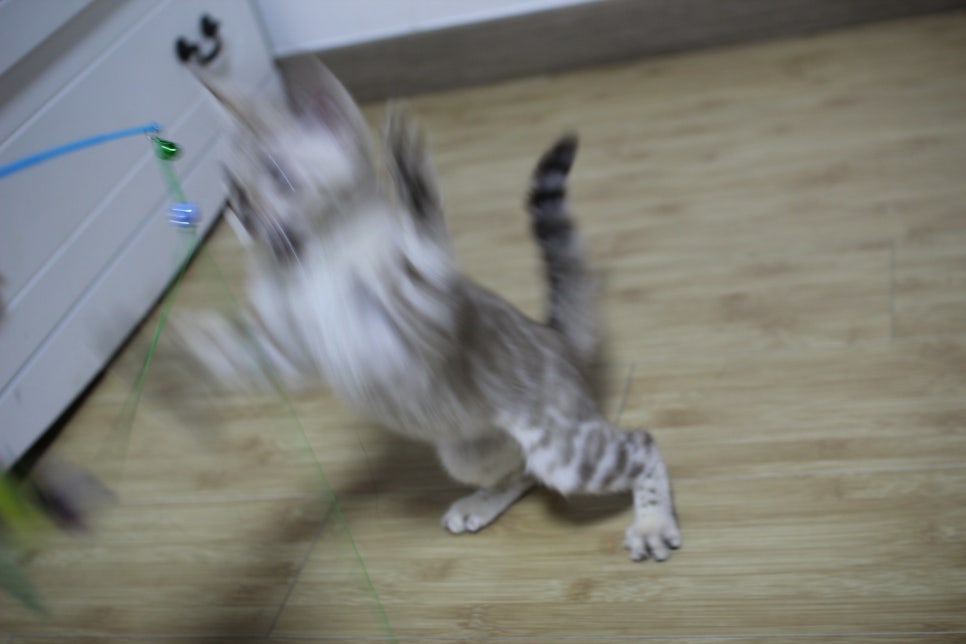 실밍크 뱅갈고양이 키퍼 여아 재롱 관련 이미지 7