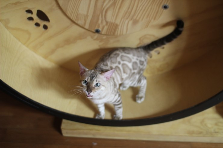 캣휠 타는 실밍크 뱅갈고양이 영웅이예요~ 관련 이미지 6