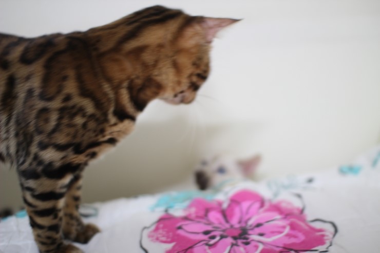 뱅갈고양이,뱅갈고양이 분양,초아가 신났어요~~~ 관련 이미지 1