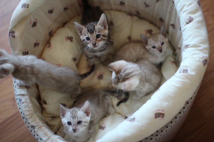 뱅갈고양이 꼬맹이들 단체샷~~ 관련 이미지 2