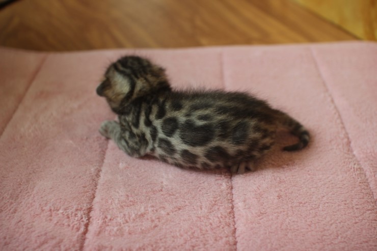 뱅갈고양이 4형제 눈 떴습니다~ 관련 이미지 17