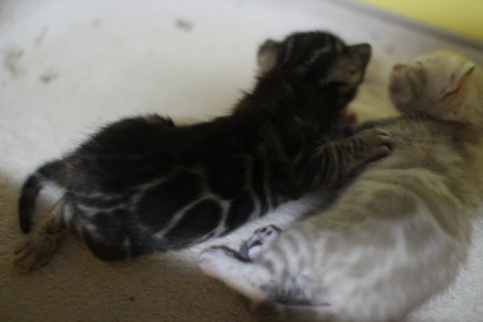 브라운과 실밍크 뱅갈고양이 꼬물이~ 관련 이미지 1