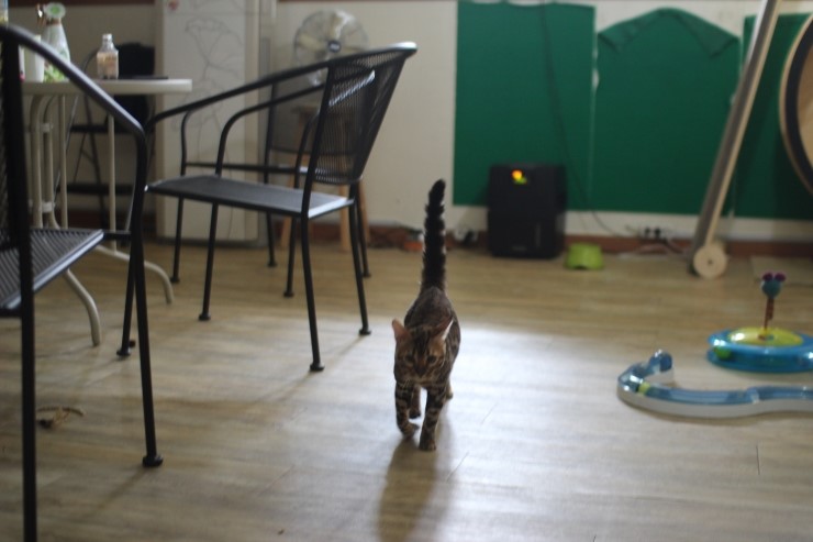 뱅갈고양이,뱅갈고양이분양, 링컨이한테 삐진 스노우뱅갈 꼬맹이 초아~~~ 관련 이미지 2