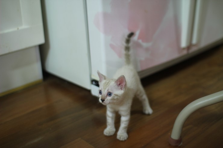 하얀 눈꽃송이 스노우뱅갈고양이 꼬맹이 여아예요 관련 이미지 1