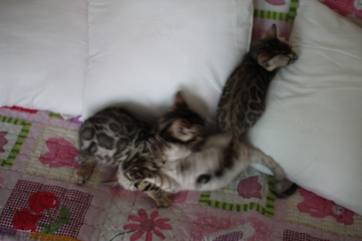 뱅갈고양이 꼬맹이들 놀아요~ 관련 이미지 9