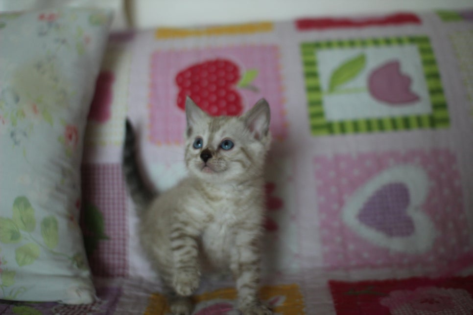 실밍크 뱅갈고양이 동글이예요. 관련 이미지 4