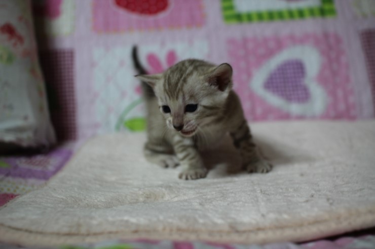 언제봐도 이쁜 스노우,브라운 뱅갈고양이 꼬맹이들! 관련 이미지 2