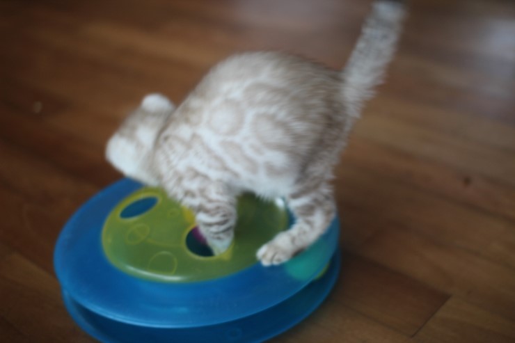 실밍크 클라우드 로젯 뱅갈고양이 남아예요~ 관련 이미지 8