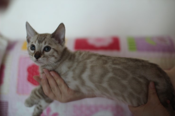 실밍크 뱅갈고양이 남아 분양합니다~ 관련 이미지 3