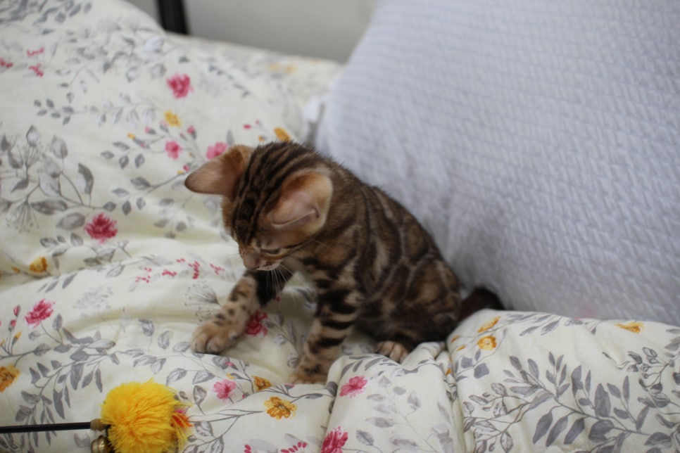 순종적인 성격에 브라운 뱅갈고양이 남아 분양해요~ 관련 이미지 15