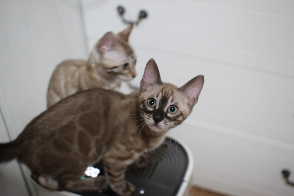 스노우뱅갈고양이 삼총사~ 관련 이미지 10