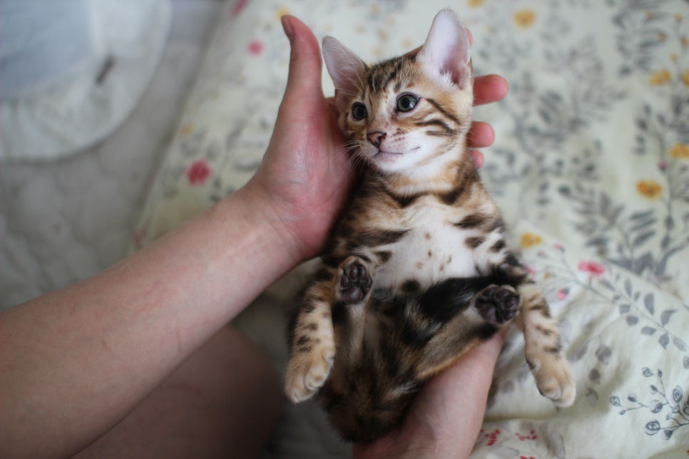 애교만점 개냥이 뱅갈고양이 남아 순둥군 분양해요~ 관련 이미지 17