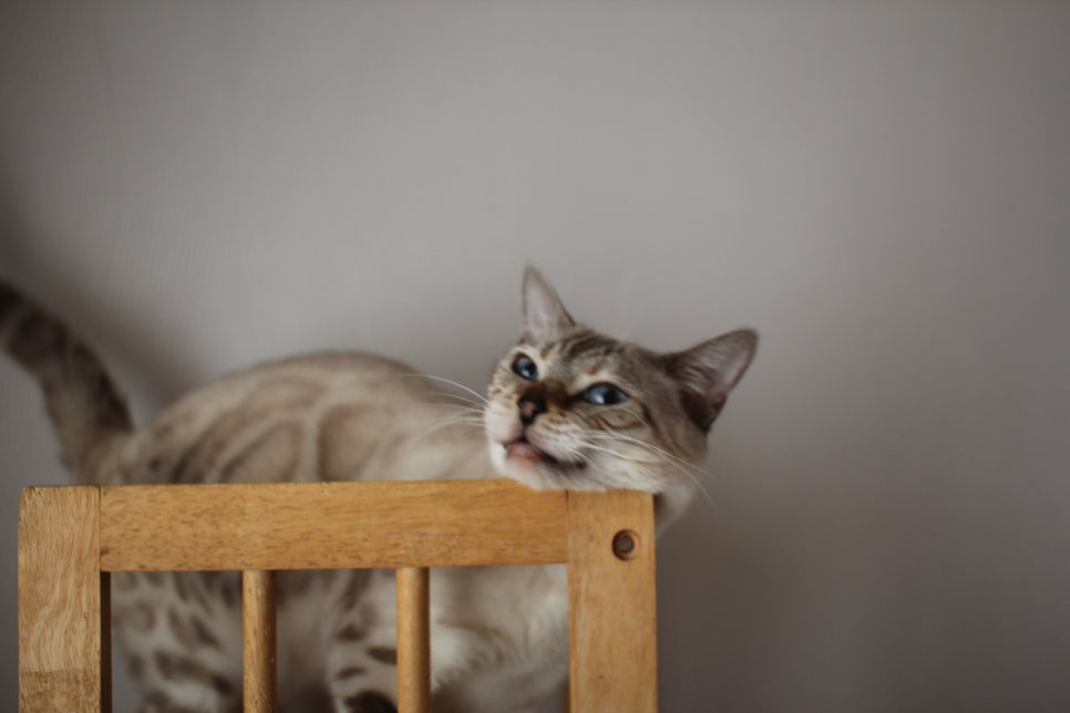 스노우뱅갈고양이 이브~ 관련 이미지 2