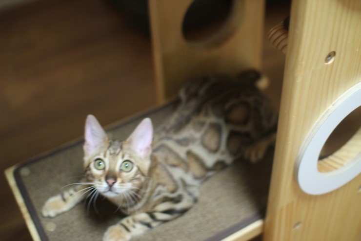 뱅갈고양이 키퍼 여아들~ 관련 이미지 10