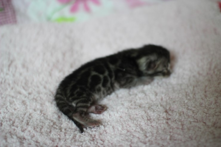 클라우드 로젯 실버뱅갈고양이 꼬물이 여아예요 관련 이미지 12