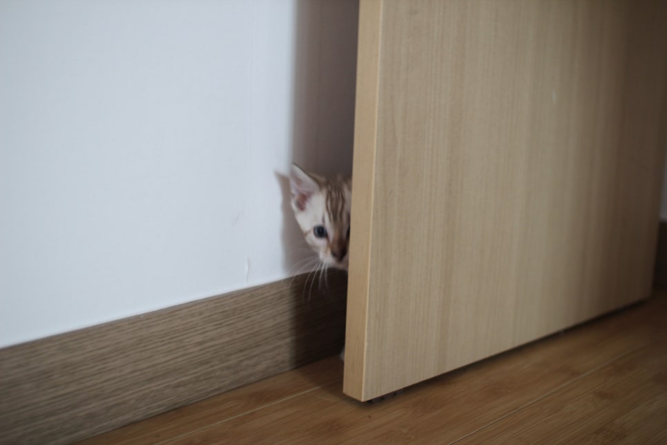 스노우뱅갈고양이 킹군이 숨바꼭질 놀이중 관련 이미지 2