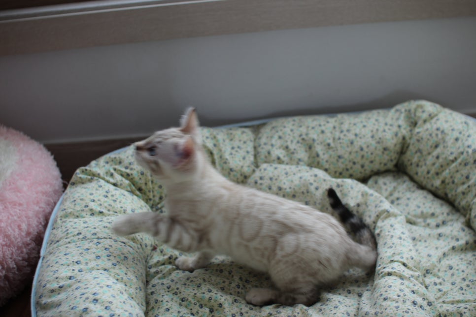 스노우뱅갈고양이 여아 분양해요~ 관련 이미지 6