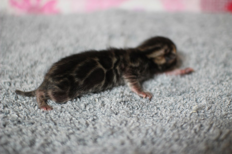 어메이징한 브라운 뱅갈고양이 남아가 태어났어요~ 관련 이미지 1