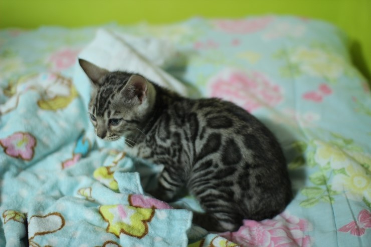 깡총깡총 실버 뱅갈고양이 남아 분양 관련 이미지 8