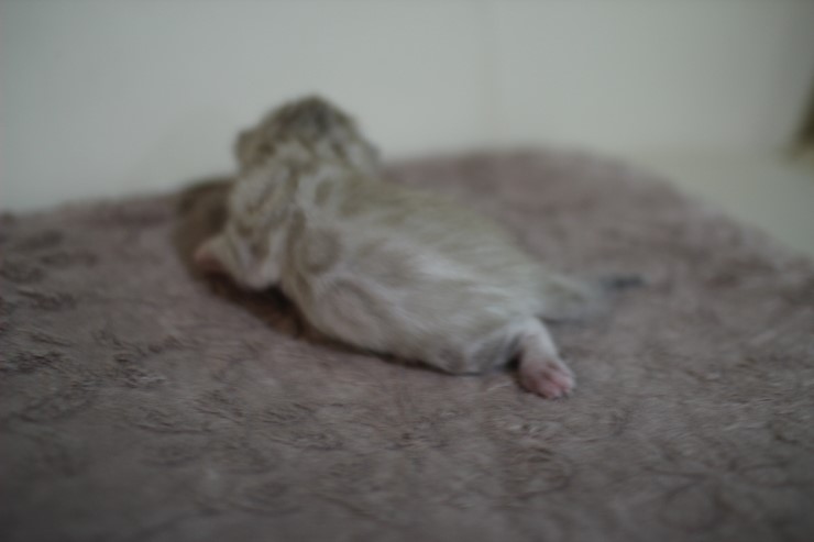 스노우 뱅갈고양이 여아 밍크걸 분양 합니다~ 관련 이미지 8