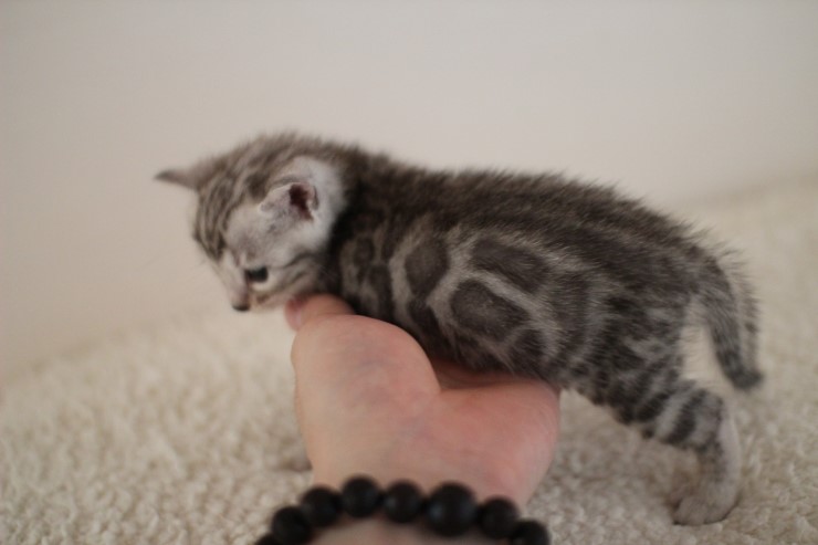 실버 뱅갈고양이 남아예요~ 관련 이미지 8