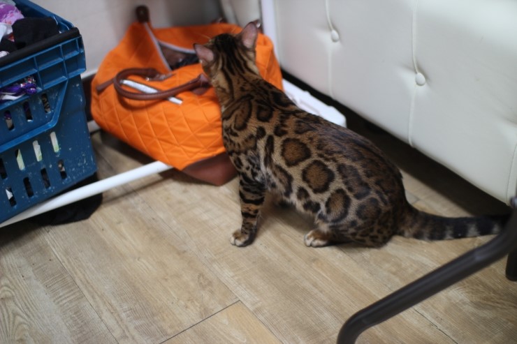 뱅갈고양이,뱅갈고양이 분양.아이들 오늘은 안방에서 놀아요~~~ 관련 이미지 7