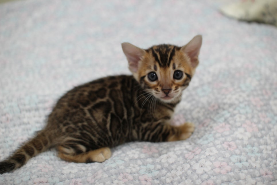 브라운뱅갈고양이 여아2 분양해요~ 관련 이미지 10