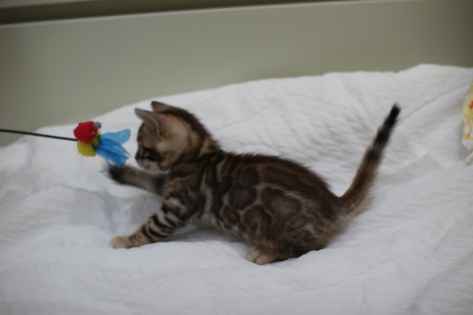 붉은빛 모색이 멋진 뱅갈고양이 남아4 분양해요~ 관련 이미지 7