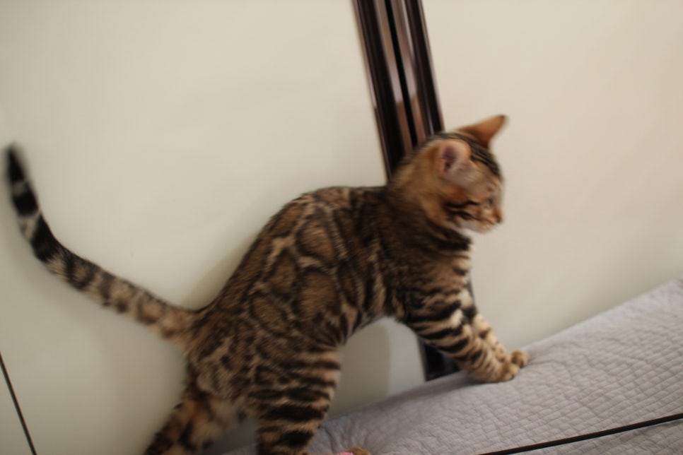 꾹꾹이 머신 뱅갈고양이 남아예요~ 관련 이미지 1