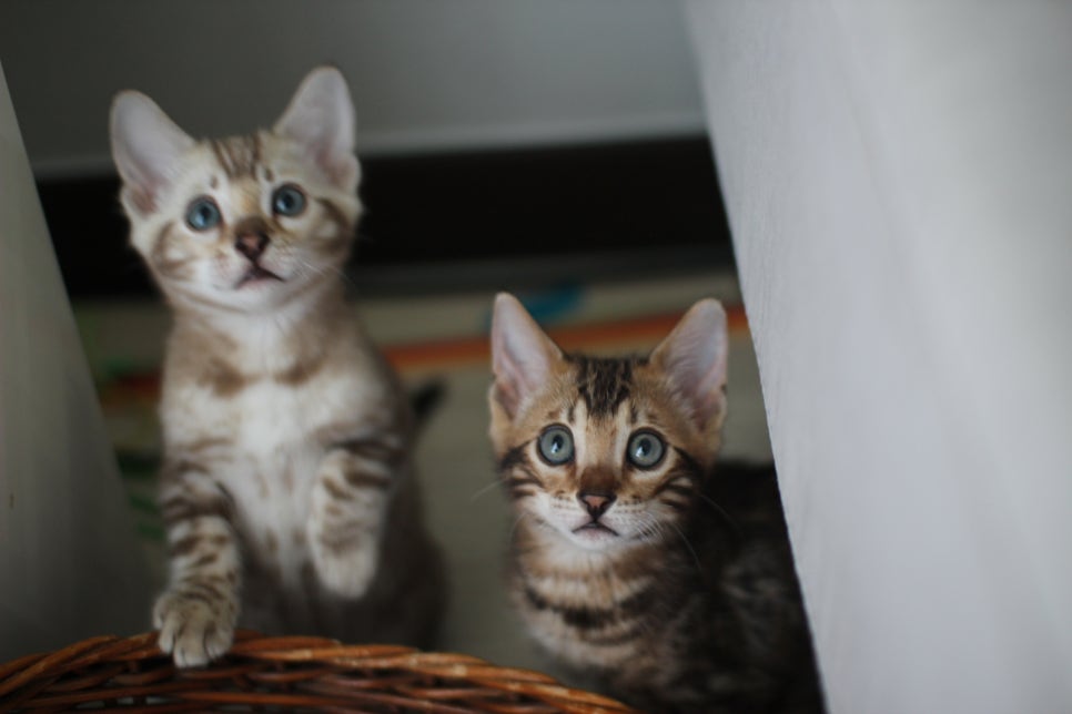 실밍크,브라운 뱅갈고양이 남아 분양해요~ 관련 이미지 4