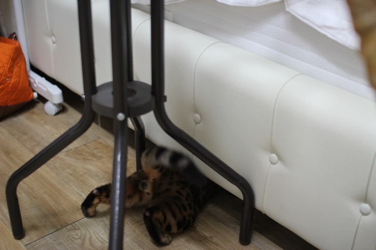 뱅갈고양이,뱅갈고양이 분양.아이들 오늘은 안방에서 놀아요~~~ 관련 이미지 6