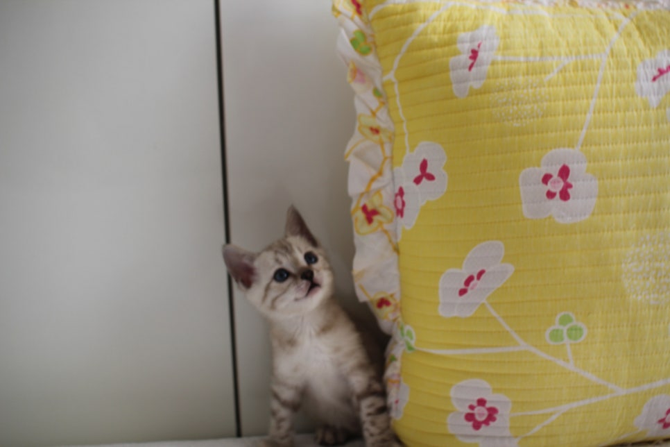 스노우뱅갈고양이 삼총사 분양해요~ 관련 이미지 16