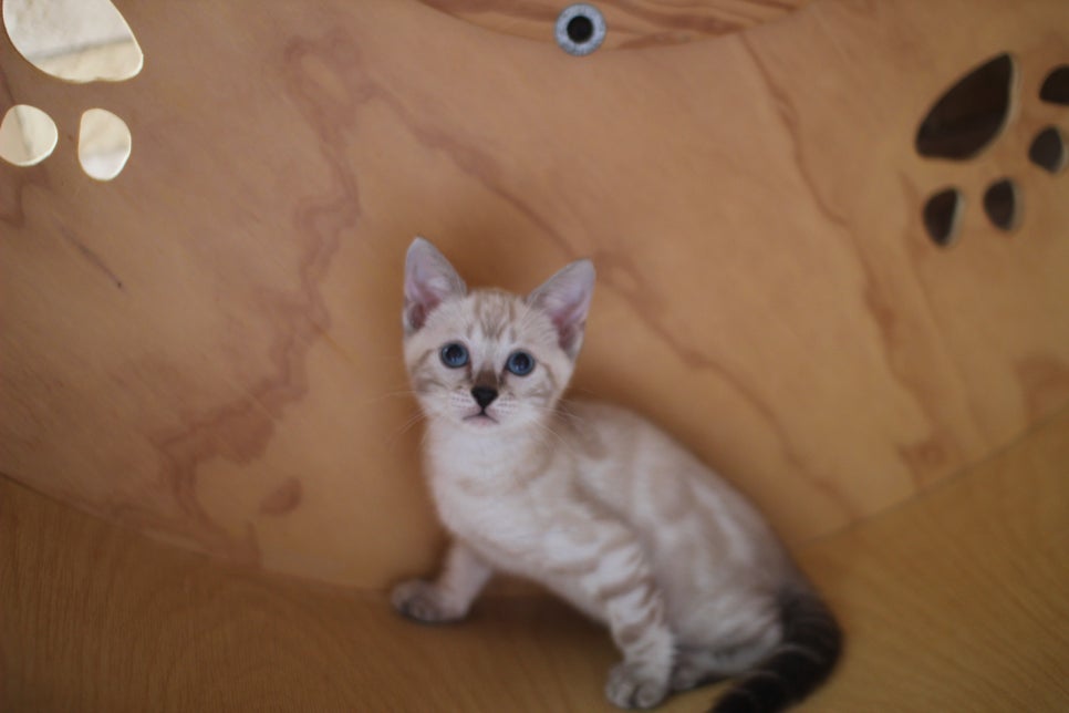 뱅갈고양이분양 무늬와 건강이 최고 관련 이미지 19