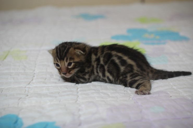 뱅갈고양이 빅로젯 남아 입니다~ 관련 이미지 3